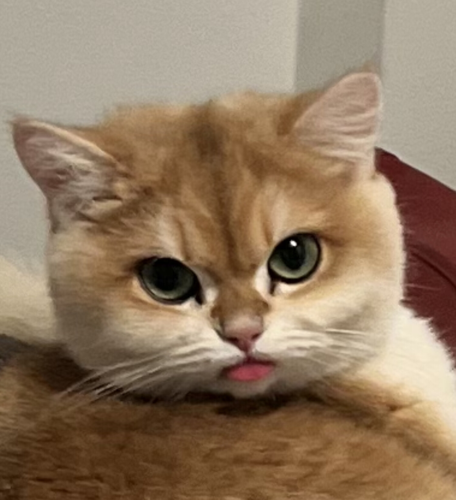 Meatball photo 10