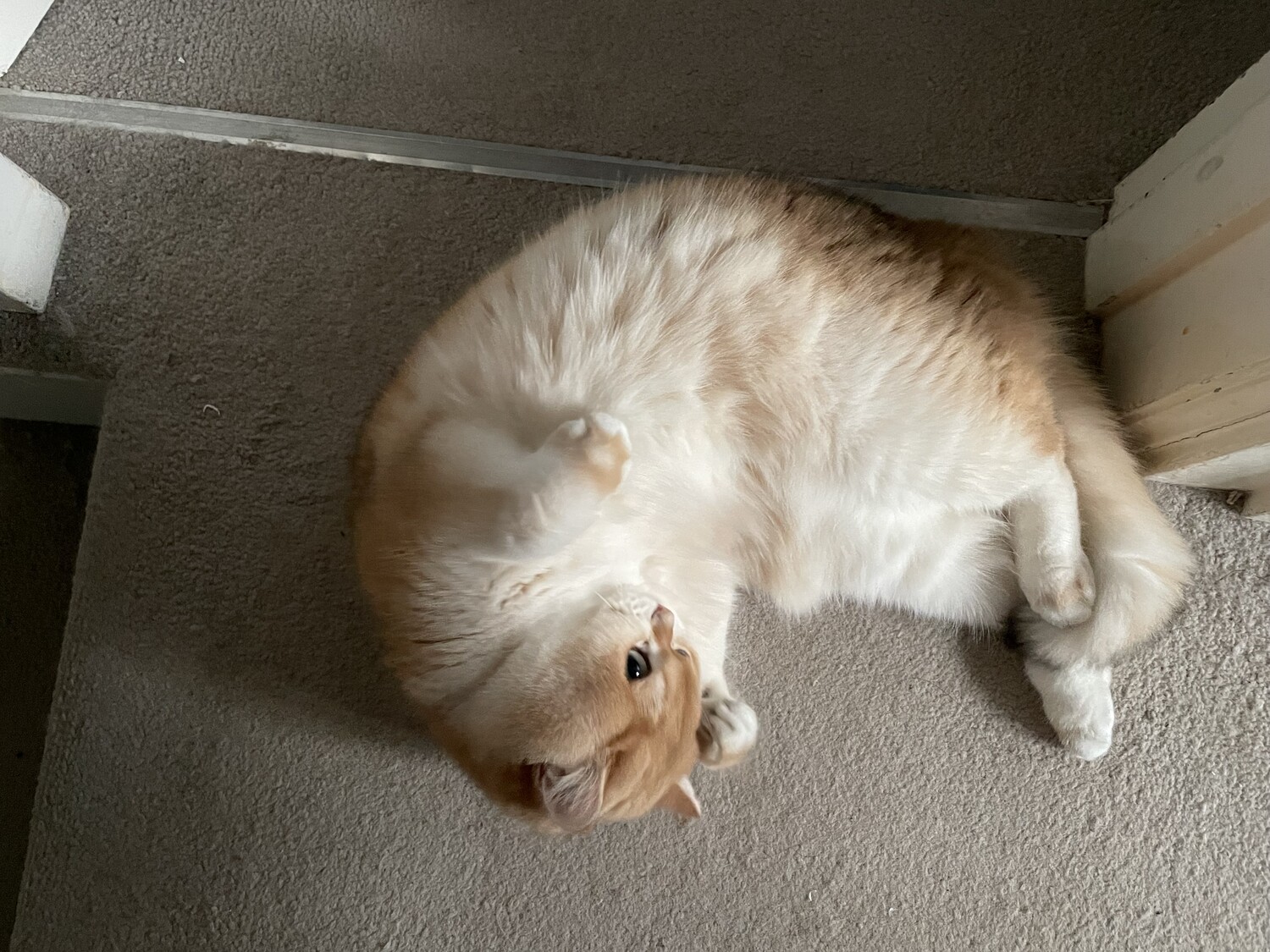 Meatball photo 14