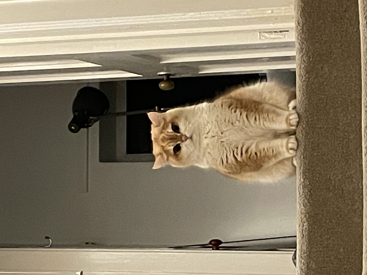 Meatball photo 15