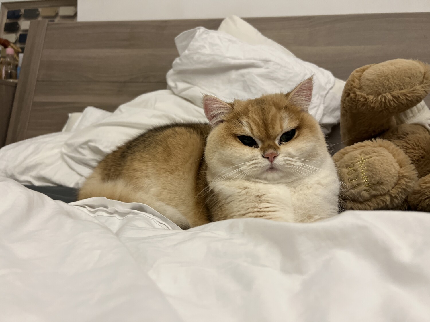 Meatball photo 2