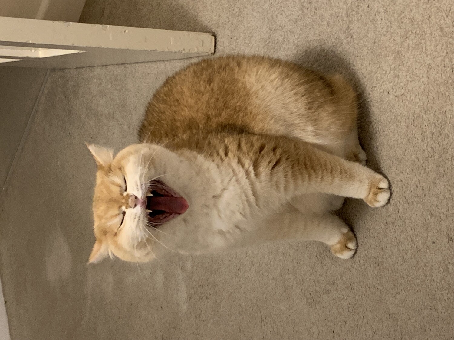 Meatball photo 4
